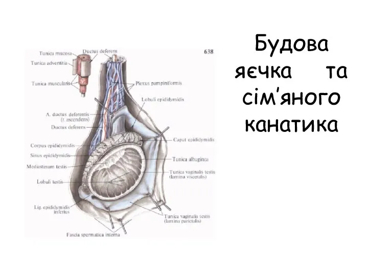 Будова яєчка та сім’яного канатика