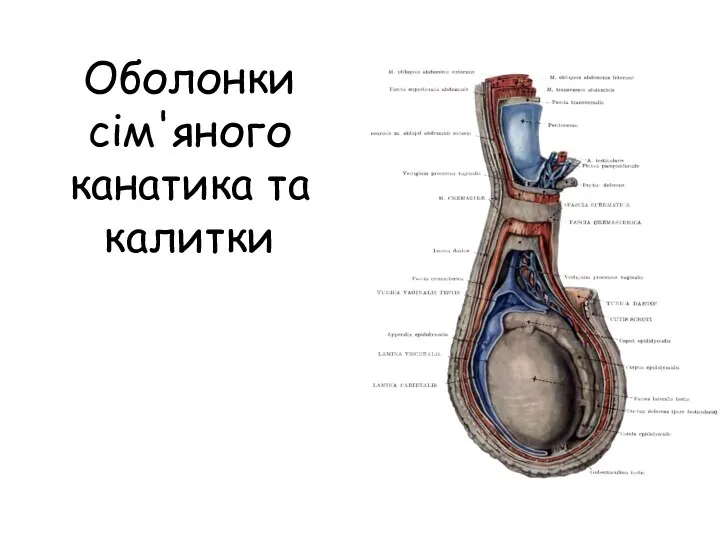 Оболонки сім'яного канатика та калитки