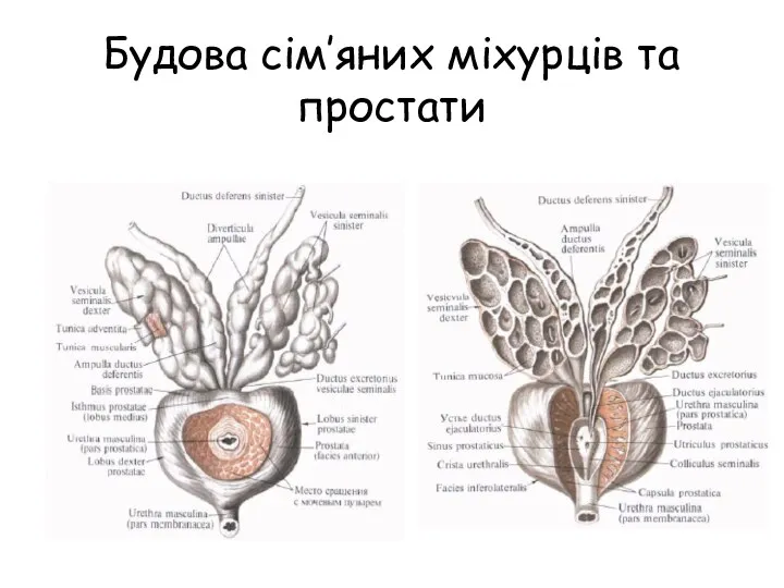 Будова сім’яних міхурців та простати