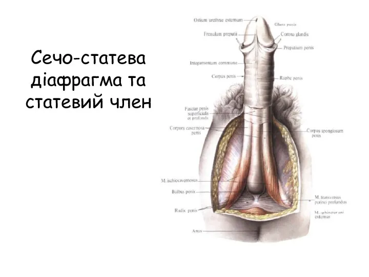 Сечо-статева діафрагма та статевий член