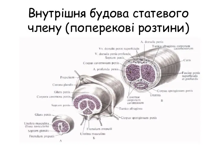 Внутрішня будова статевого члену (поперекові розтини)