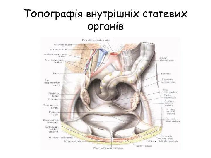 Топографія внутрішніх статевих органів