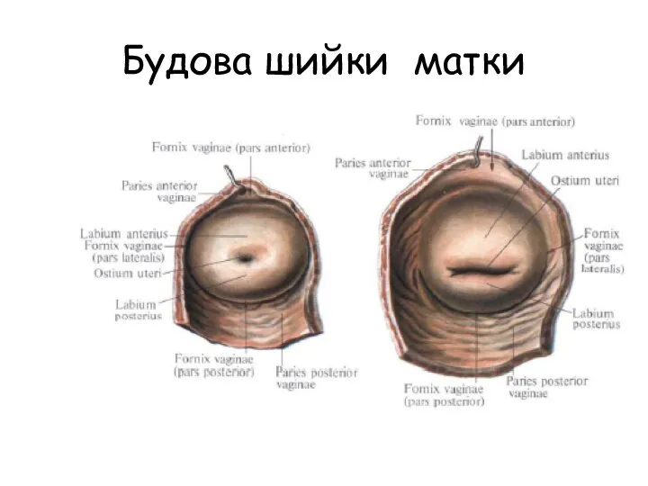 Будова шийки матки