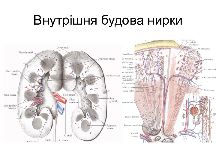 Внутрішня будова нирки