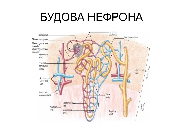 БУДОВА НЕФРОНА