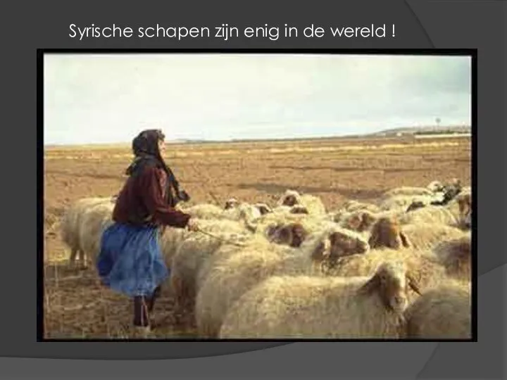 Syrische schapen zijn enig in de wereld !