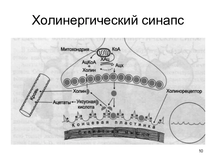 Холинергический синапс