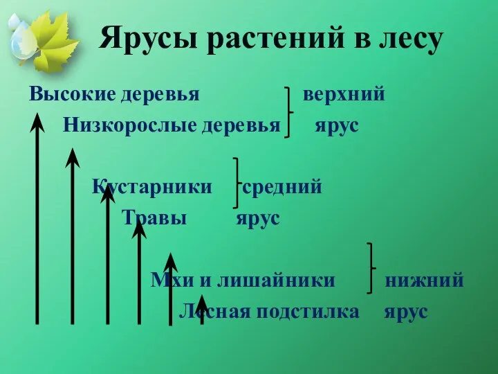 Ярусы растений в лесу Высокие деревья верхний Низкорослые деревья ярус Кустарники