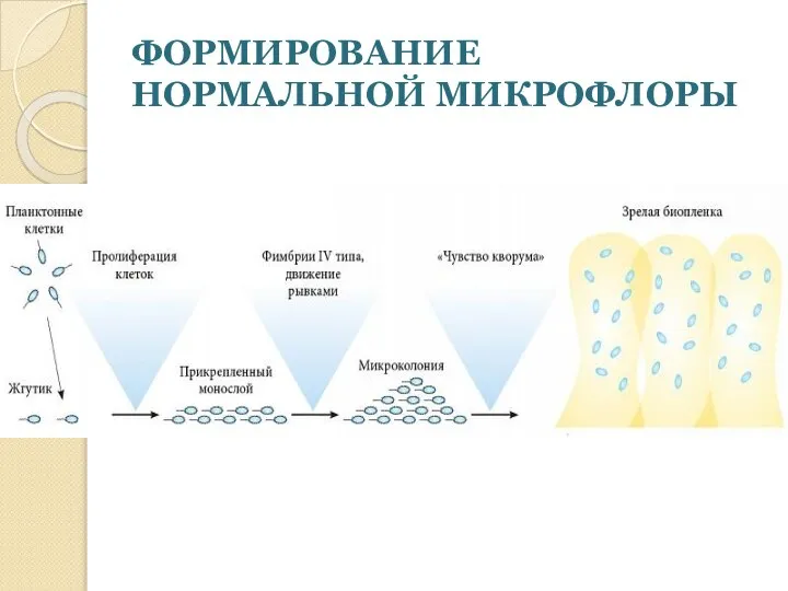 ФОРМИРОВАНИЕ НОРМАЛЬНОЙ МИКРОФЛОРЫ