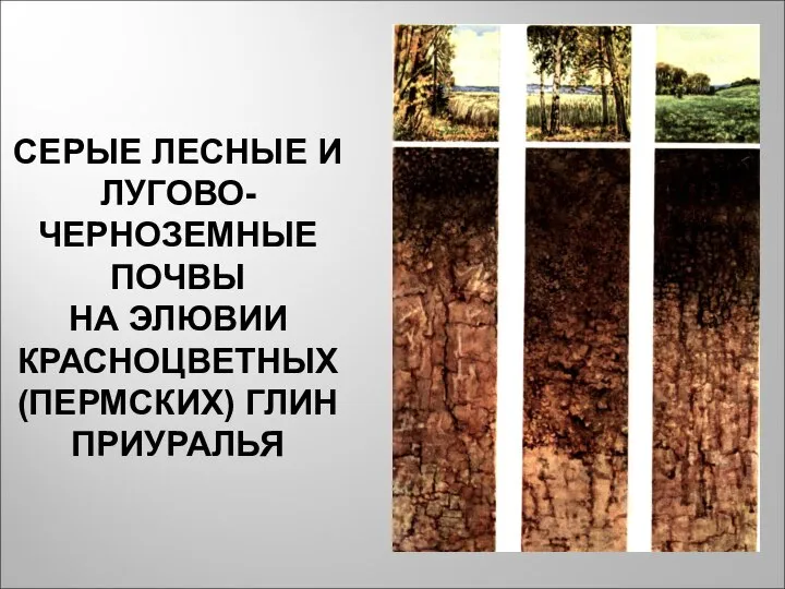 СЕРЫЕ ЛЕСНЫЕ И ЛУГОВО-ЧЕРНОЗЕМНЫЕ ПОЧВЫ НА ЭЛЮВИИ КРАСНОЦВЕТНЫХ (ПЕРМСКИХ) ГЛИН ПРИУРАЛЬЯ