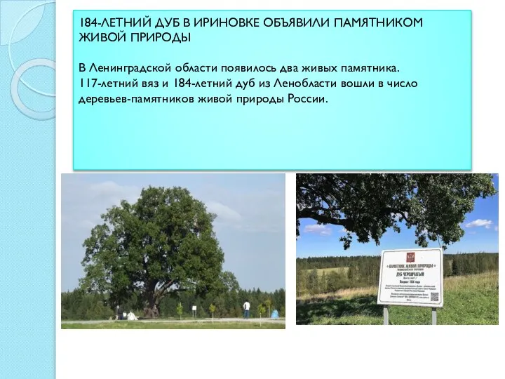 184-ЛЕТНИЙ ДУБ В ИРИНОВКЕ ОБЪЯВИЛИ ПАМЯТНИКОМ ЖИВОЙ ПРИРОДЫ В Ленинградской области