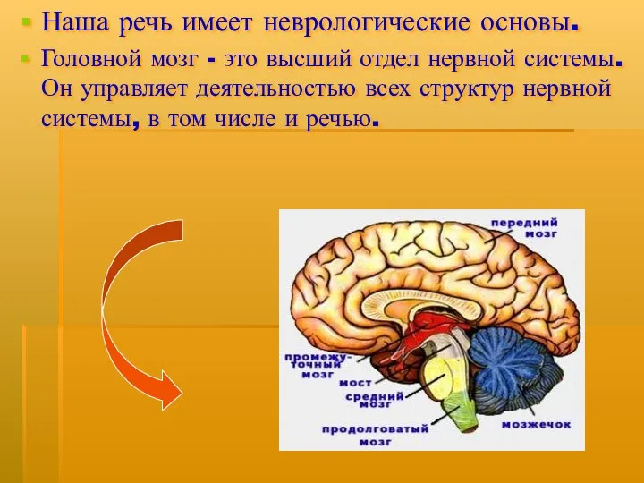 Наша речь имеет неврологические основы. Головной мозг - это высший отдел