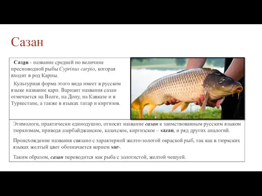 Сазан Сазан - название средней по величине пресноводной рыбы Cyprinus carpio,