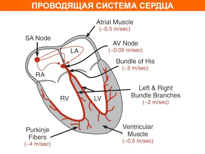 ПРОВОДЯЩАЯ СИСТЕМА СЕРДЦА