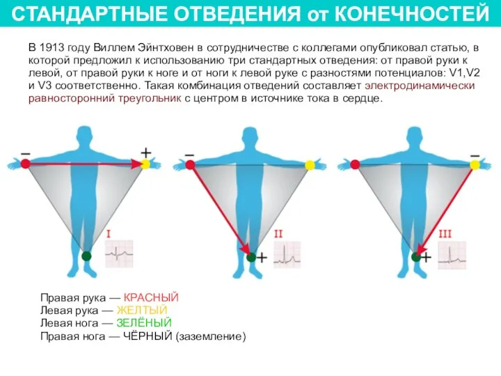 СТАНДАРТНЫЕ ОТВЕДЕНИЯ от КОНЕЧНОСТЕЙ В 1913 году Виллем Эйнтховен в сотрудничестве