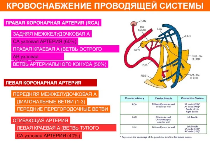 КРОВОСНАБЖЕНИЕ ПРОВОДЯЩЕЙ СИСТЕМЫ ПРАВАЯ КОРОНАРНАЯ АРТЕРИЯ (RCA) ЛЕВАЯ КОРОНАРНАЯ АРТЕРИЯ (LCA)