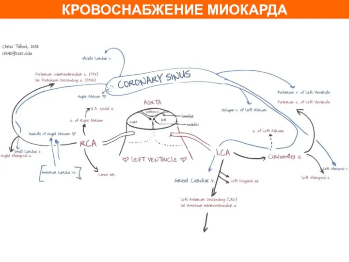 КРОВОСНАБЖЕНИЕ МИОКАРДА