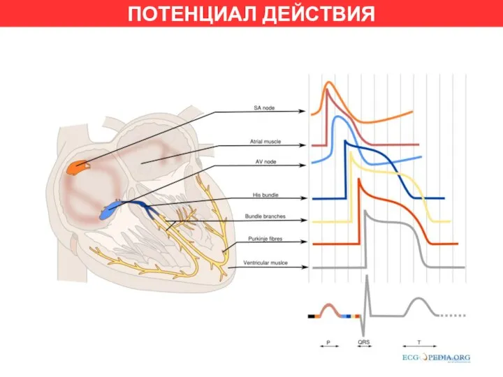 ПОТЕНЦИАЛ ДЕЙСТВИЯ