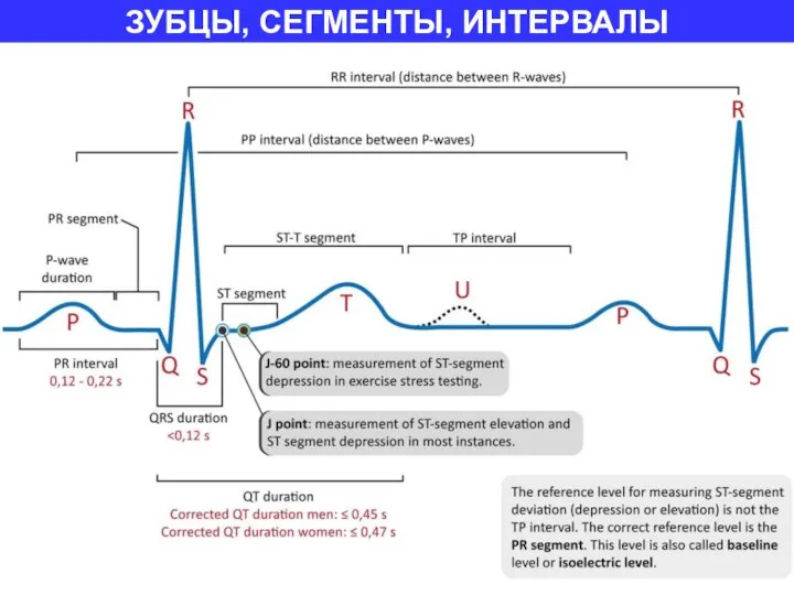 ЗУБЦЫ, СЕГМЕНТЫ, ИНТЕРВАЛЫ