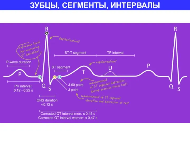 ЗУБЦЫ, СЕГМЕНТЫ, ИНТЕРВАЛЫ