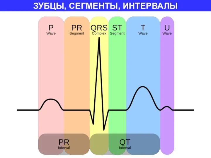 ЗУБЦЫ, СЕГМЕНТЫ, ИНТЕРВАЛЫ