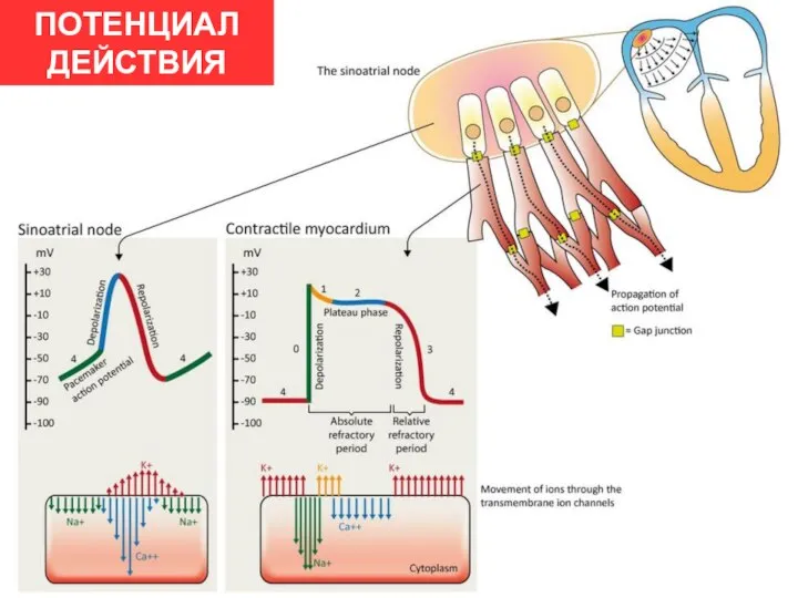 ПОТЕНЦИАЛ ДЕЙСТВИЯ