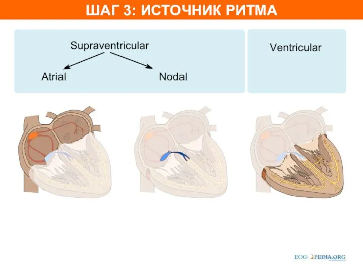 ШАГ 3: ИСТОЧНИК РИТМА