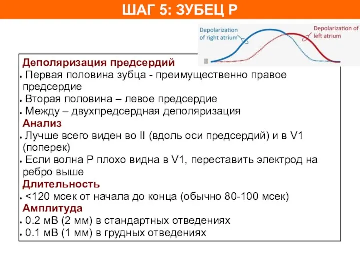 ШАГ 5: ЗУБЕЦ P Деполяризация предсердий Первая половина зубца - преимущественно