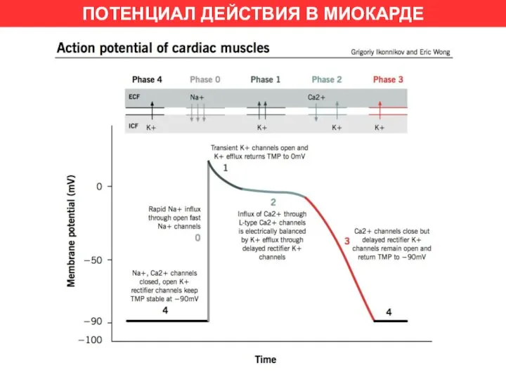 ПОТЕНЦИАЛ ДЕЙСТВИЯ В МИОКАРДЕ