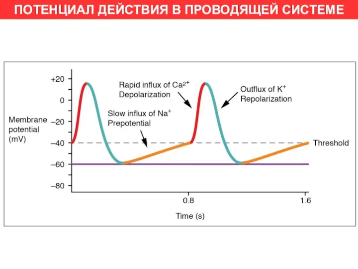 ПОТЕНЦИАЛ ДЕЙСТВИЯ В ПРОВОДЯЩЕЙ СИСТЕМЕ