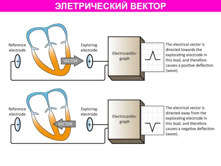 ЭЛЕТРИЧЕСКИЙ ВЕКТОР