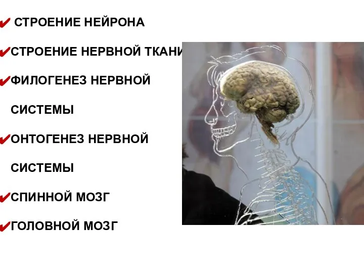 СТРОЕНИЕ НЕЙРОНА СТРОЕНИЕ НЕРВНОЙ ТКАНИ ФИЛОГЕНЕЗ НЕРВНОЙ СИСТЕМЫ ОНТОГЕНЕЗ НЕРВНОЙ СИСТЕМЫ СПИННОЙ МОЗГ ГОЛОВНОЙ МОЗГ