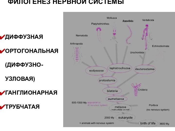 ФИЛОГЕНЕЗ НЕРВНОЙ СИСТЕМЫ ДИФФУЗНАЯ ОРТОГОНАЛЬНАЯ (ДИФФУЗНО-УЗЛОВАЯ) ГАНГЛИОНАРНАЯ ТРУБЧАТАЯ