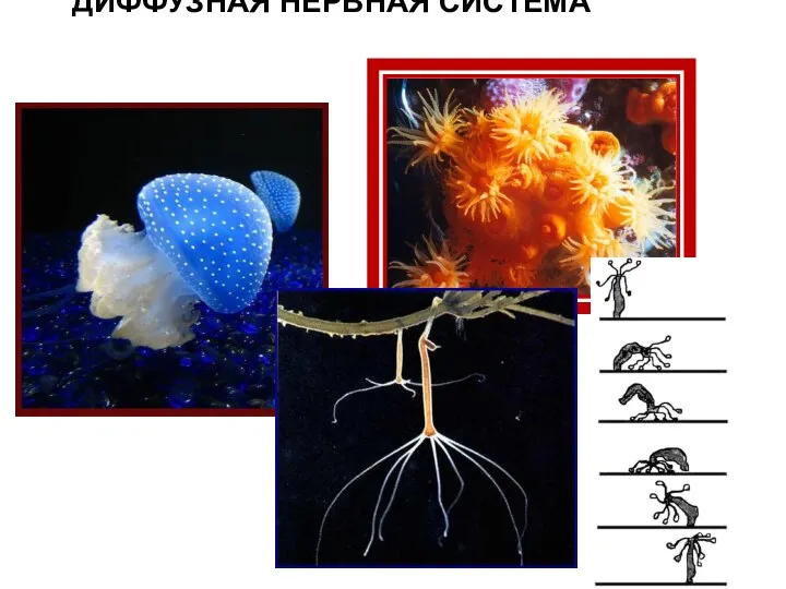 ДИФФУЗНАЯ НЕРВНАЯ СИСТЕМА