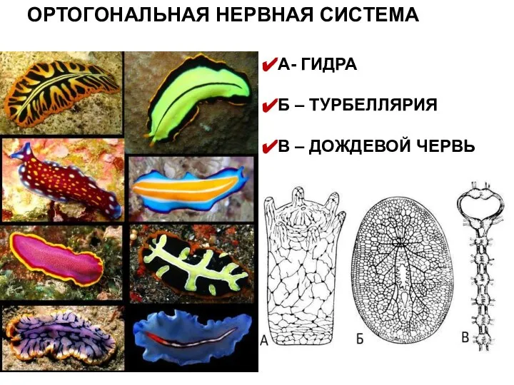 ОРТОГОНАЛЬНАЯ НЕРВНАЯ СИСТЕМА А- ГИДРА Б – ТУРБЕЛЛЯРИЯ В – ДОЖДЕВОЙ ЧЕРВЬ