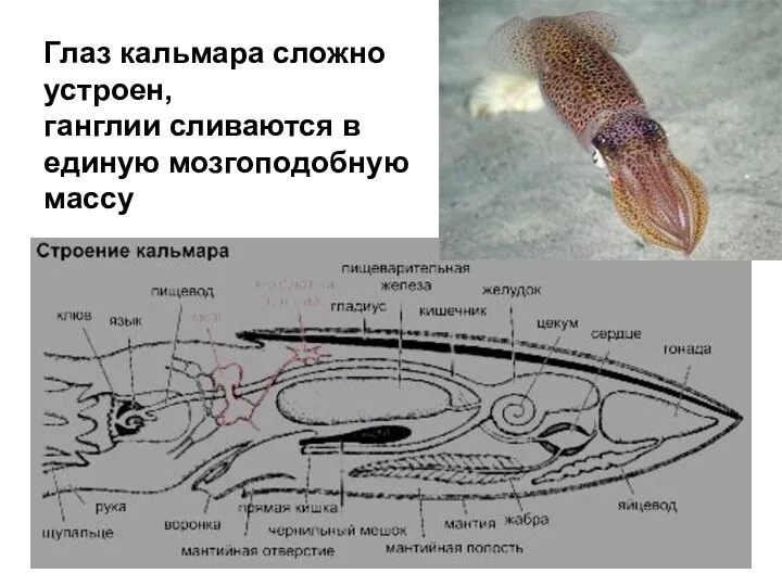 Глаз кальмара сложно устроен, ганглии сливаются в единую мозгоподобную массу