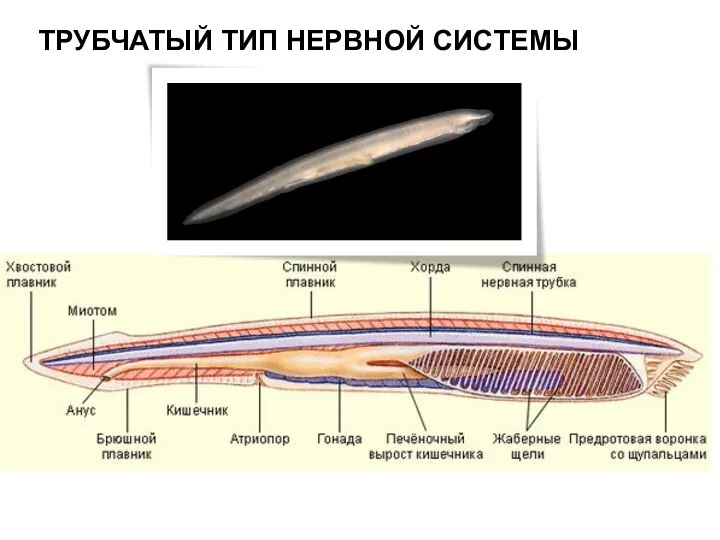 ТРУБЧАТЫЙ ТИП НЕРВНОЙ СИСТЕМЫ Туловищный мозг ланцетника