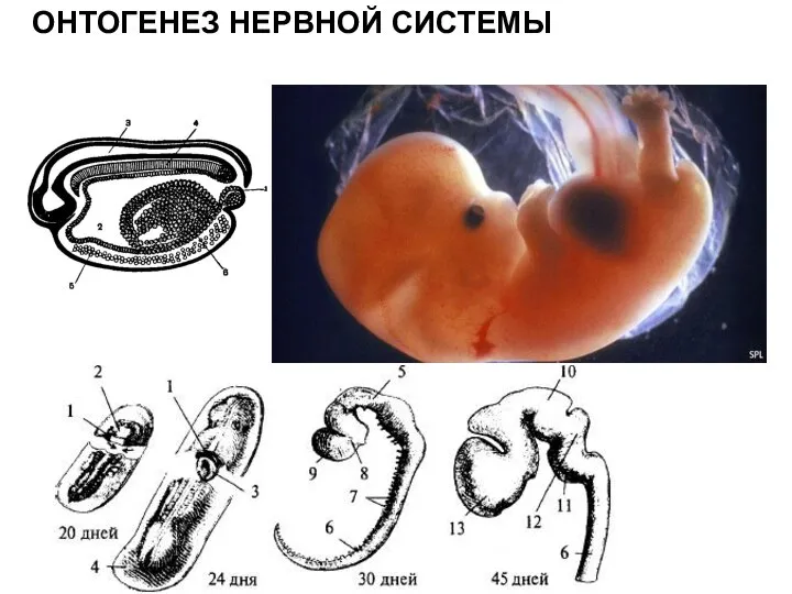 ОНТОГЕНЕЗ НЕРВНОЙ СИСТЕМЫ