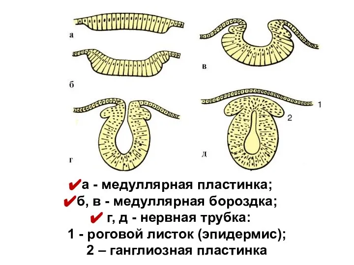 а - медуллярная пластинка; б, в - медуллярная бороздка; г, д