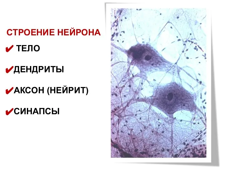 СТРОЕНИЕ НЕЙРОНА ТЕЛО ДЕНДРИТЫ АКСОН (НЕЙРИТ) СИНАПСЫ