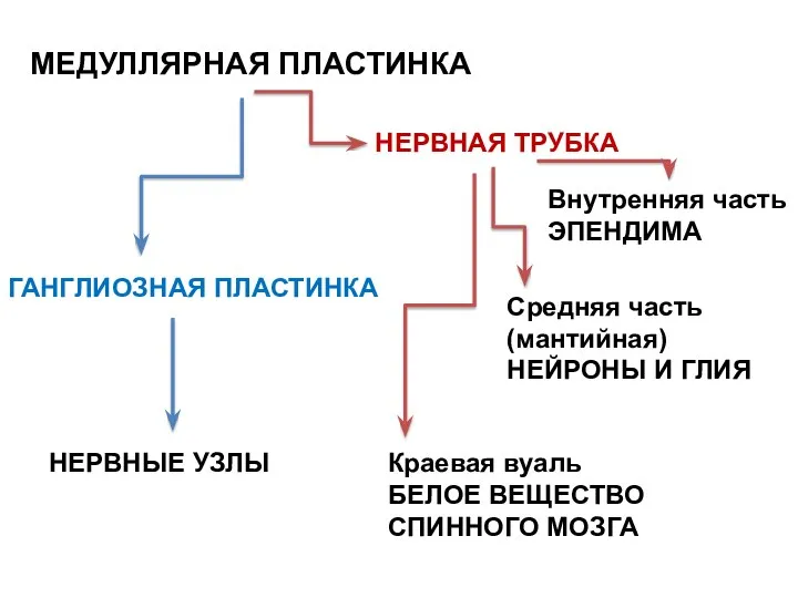 МЕДУЛЛЯРНАЯ ПЛАСТИНКА ГАНГЛИОЗНАЯ ПЛАСТИНКА НЕРВНАЯ ТРУБКА НЕРВНЫЕ УЗЛЫ Внутренняя часть ЭПЕНДИМА