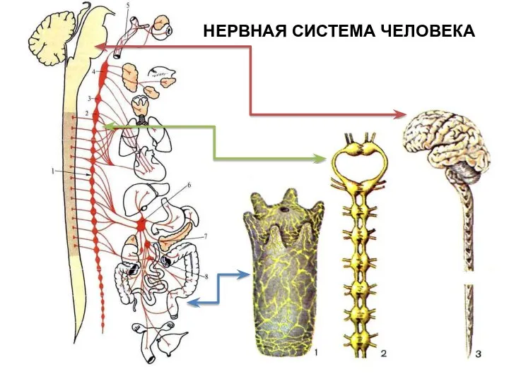 НЕРВНАЯ СИСТЕМА ЧЕЛОВЕКА