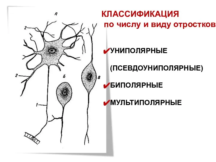 КЛАССИФИКАЦИЯ по числу и виду отростков УНИПОЛЯРНЫЕ (ПСЕВДОУНИПОЛЯРНЫЕ) БИПОЛЯРНЫЕ МУЛЬТИПОЛЯРНЫЕ