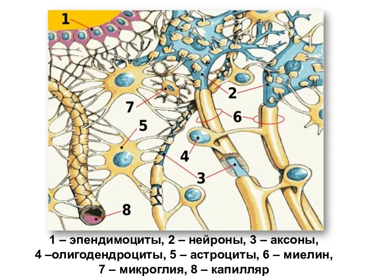 1 – эпендимоциты, 2 – нейроны, 3 – аксоны, 4 –олигодендроциты,