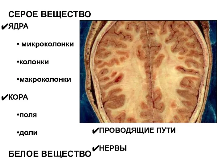 СЕРОЕ ВЕЩЕСТВО БЕЛОЕ ВЕЩЕСТВО ЯДРА микроколонки колонки макроколонки КОРА поля доли ПРОВОДЯЩИЕ ПУТИ НЕРВЫ