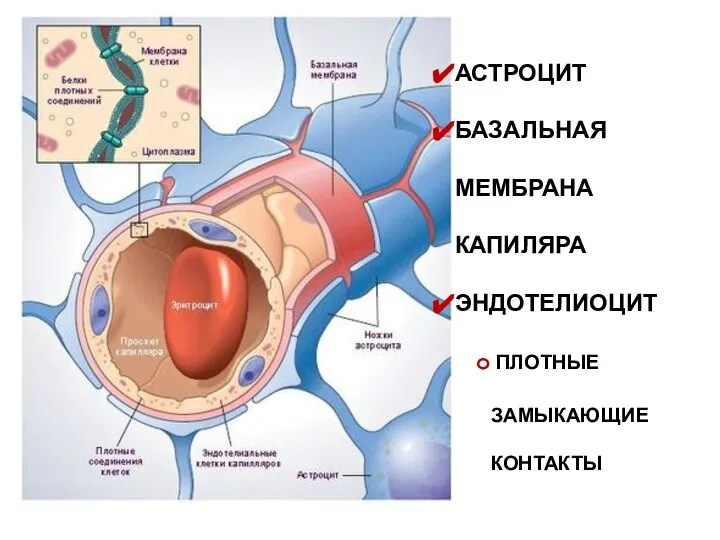 АСТРОЦИТ БАЗАЛЬНАЯ МЕМБРАНА КАПИЛЯРА ЭНДОТЕЛИОЦИТ ПЛОТНЫЕ ЗАМЫКАЮЩИЕ КОНТАКТЫ