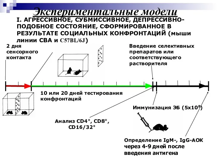 I. АГРЕССИВНОЕ, СУБМИССИВНОЕ, ДЕПРЕССИВНО-ПОДОБНОЕ СОСТОЯНИЕ, СФОРМИРОВАННОЕ В РЕЗУЛЬТАТЕ СОЦИАЛЬНЫХ КОНФРОНТАЦИЙ (мыши