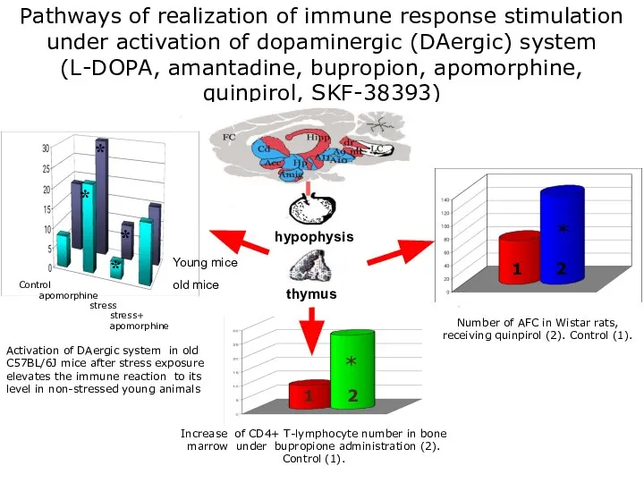 Activation of DAergic system in old C57BL/6J mice after stress exposure