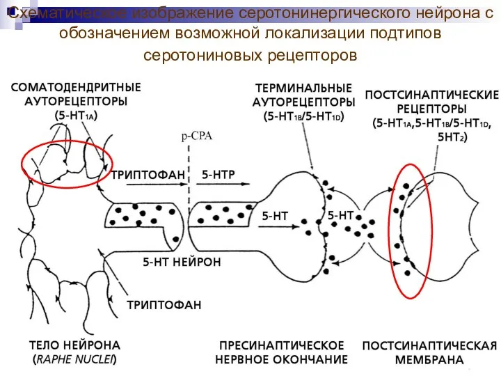 Схематическое изображение серотонинергического нейрона с обозначением возможной локализации подтипов серотониновых рецепторов