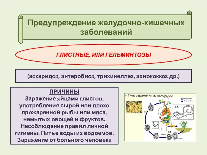 Предупреждение желудочно-кишечных заболеваний ГЛИСТНЫЕ, ИЛИ ГЕЛЬМИНТОЗЫ (аскаридоз, энтеробиоз, трихинеллез, эхиококкоз др.)